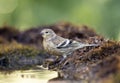 Citroenkanarie, Citril Finch, Serinus citrinella