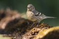 Citroenkanarie, Citril Finch, Serinus citrinella