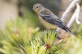 Citroenkanarie, Citril Finch, Serinus citrinella