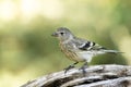 Citroenkanarie, Citril Finch, Serinus citrinella