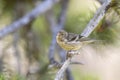 Citroenkanarie, Citril Finch, Serinus citrinella