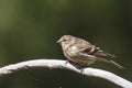 Citroenkanarie, Citril Finch, Serinus citrinella