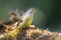 Citroenkanarie, Citril Finch, Serinus citrinella