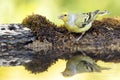 Citroenkanarie, Citril Finch, Serinus citrinella