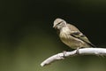 Citroenkanarie, Citril Finch, Serinus citrinella