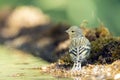 Citroenkanarie, Citril Finch, Serinus citrinella