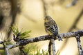 Citroenkanarie, Citril Finch, Serinus citrinella