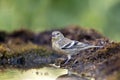 Citroenkanarie, Citril Finch, Serinus citrinella