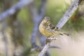 Citroenkanarie, Citril Finch, Serinus citrinella