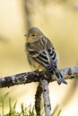 Citroenkanarie, Citril Finch, Serinus citrinella