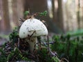 Citron Amanita mushroom