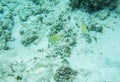 Citron Butterflyfish on the Ocean Floor Royalty Free Stock Photo