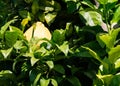 Citron cedro ripe fruit and leaves - closeup Royalty Free Stock Photo