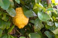 Citron cedro ripe fruit and leaves - closeup Royalty Free Stock Photo