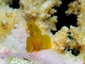 Citron coral goby