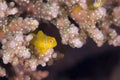 Citron coral goby