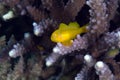 Citron coral goby (gobiodon citrinus). Royalty Free Stock Photo