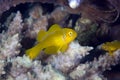 Citron coral goby (gobiodon citrinus) in the Red Sea. Royalty Free Stock Photo