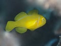 Citron coral goby Royalty Free Stock Photo