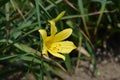 Citron daylily