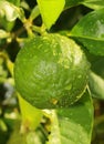 A citron fruit hanging in the plant.