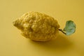 A citron fruit on yellow background