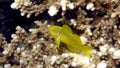 Citron (lemon coral) goby (Gobiodon citrinus) in the Red Sea, Eilat, Israel Royalty Free Stock Photo