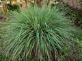 citronella plant is lush in the middle of the garden