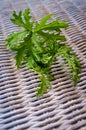 Citronella Plant Mosquito Repellant