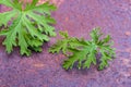 Citronella Plant Mosquito Repellant