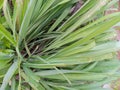 The citronella plant (cymbopogon Nardus) grows in nature. citronella can be used as herbal medicinen