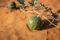 Citrullus colocynthis (colocynth, bitter melon) ripe fruit with stems in the desert.