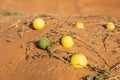 Citrullus colocynthis (colocynth, bitter melon) ripe green and yellow fruits.