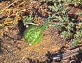 Citrullus colocynthis , Colocynth fruit in desert Royalty Free Stock Photo