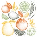 Vintage Ink hand drawn collection of citrus fruits. Vector drawings isolated on white background. Sketched illustration of highly Royalty Free Stock Photo