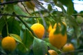Citrus Abundance: Organic Lemon on Branches and Tree