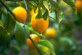 Citrus Abundance: Organic Lemon on Branches and Tree