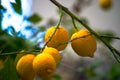 Citrus Abundance: Organic Lemon on Branches and Tree