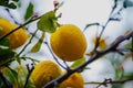 Citrus Abundance: Organic Lemon on Branches and Tree