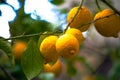 Citrus Abundance: Organic Lemon on Branches and Tree