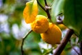 Citrus Abundance: Organic Lemon on Branches and Tree