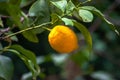 Citrus Abundance: Organic Lemon on Branches and Tree