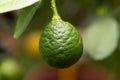 Citrus aurantiifolia, green lime fruit on a branch in close up