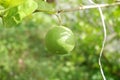 Citrus aurantiifolia or lime hangin on the tree