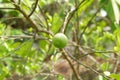 Citrus aurantiifolia or lime with nature background
