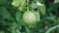 Citrus aurantiifolia on the tree. Indonesian call it jeruk nipis