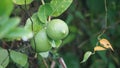 Citrus aurantiifolia on the tree. Indonesian call it jeruk nipis