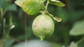 Citrus aurantiifolia on the tree. Indonesian call it jeruk nipis