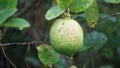 Citrus aurantiifolia on the tree. Indonesian call it jeruk nipis