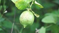 Citrus aurantiifolia on the tree. Indonesian call it jeruk nipis